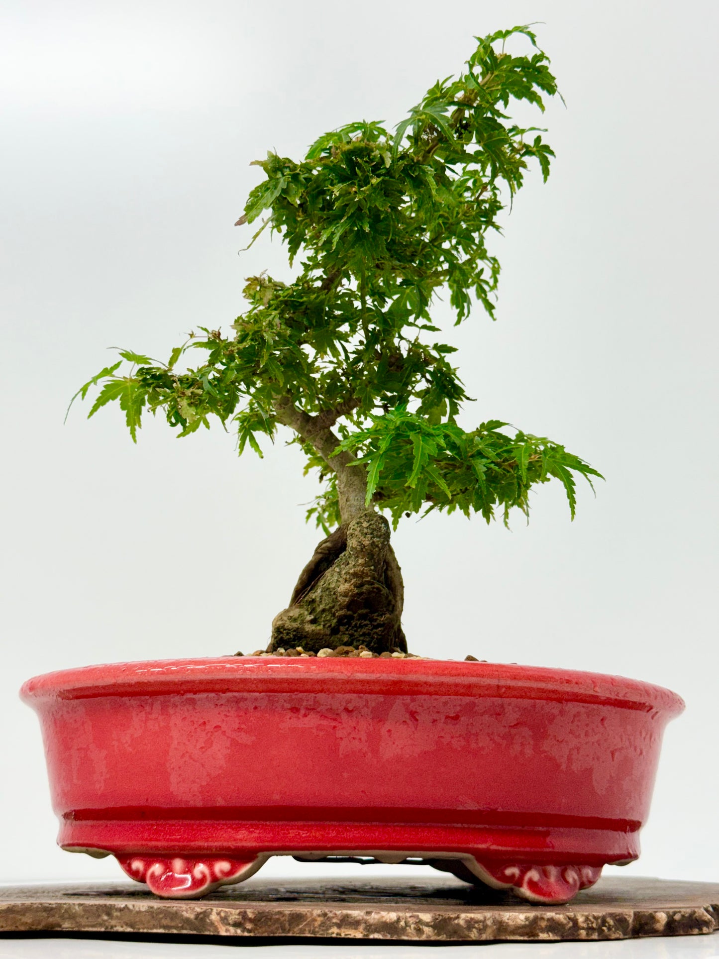 Kotohime Maple on rock