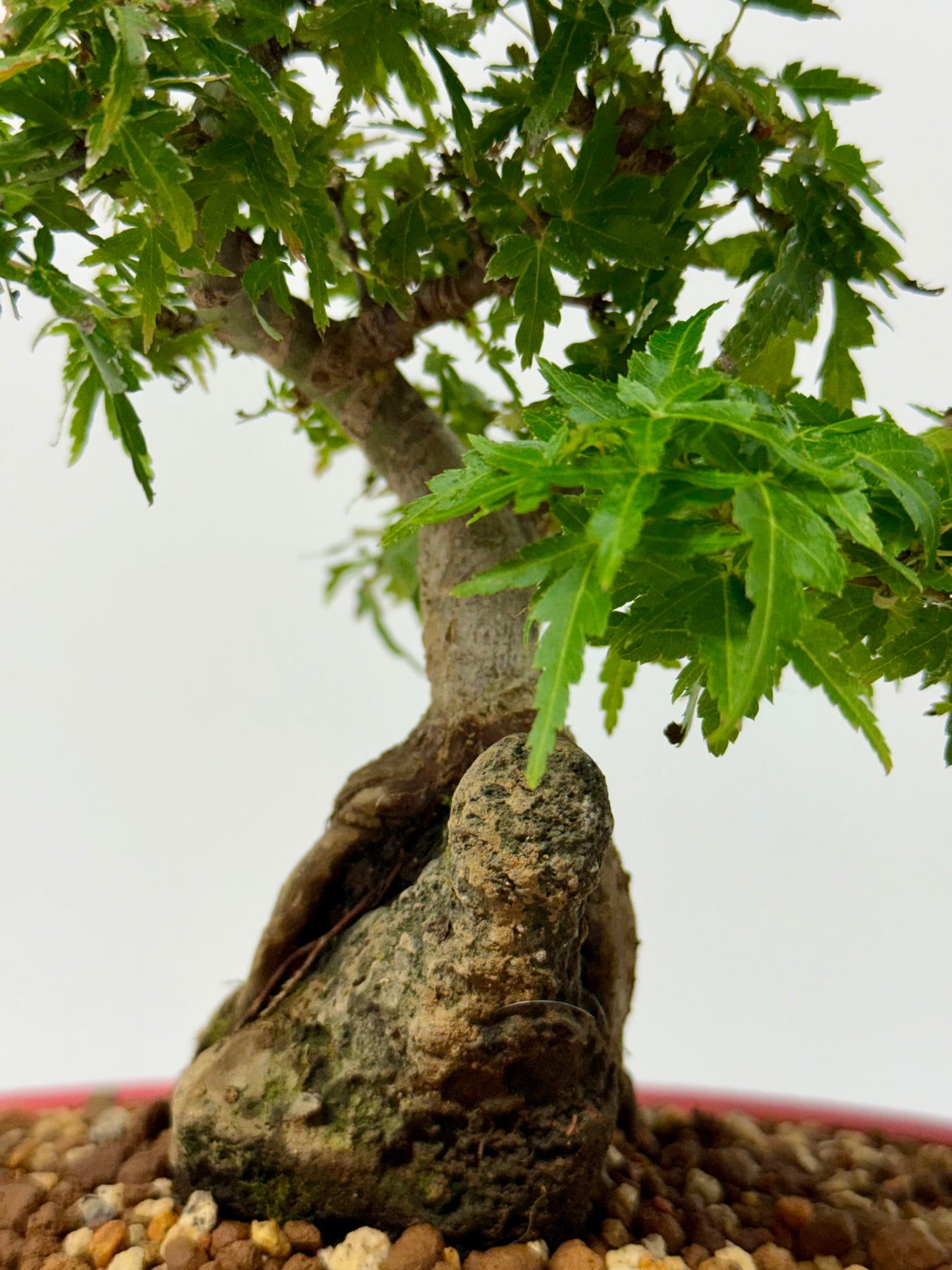 Kotohime Maple on rock