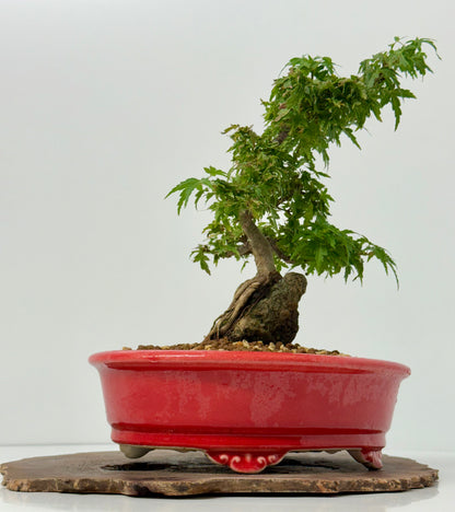 Kotohime Maple on rock