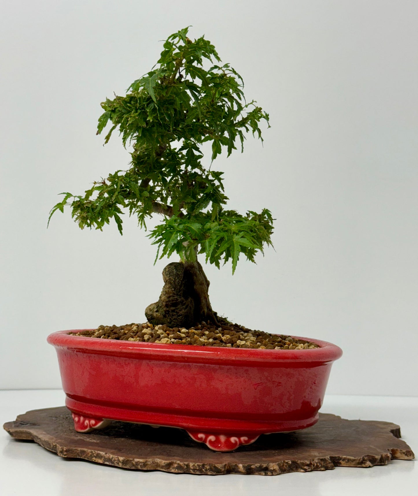 Kotohime Maple on rock