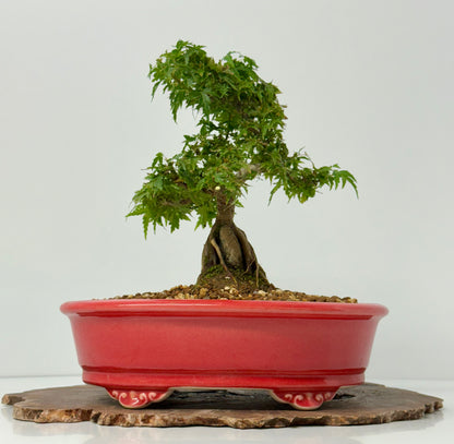Kotohime Maple on rock