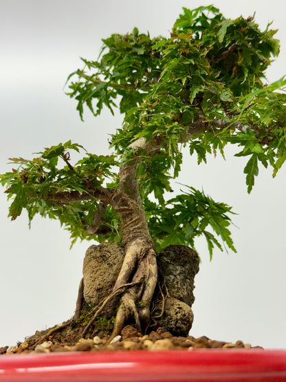 Kotohime Maple on rock