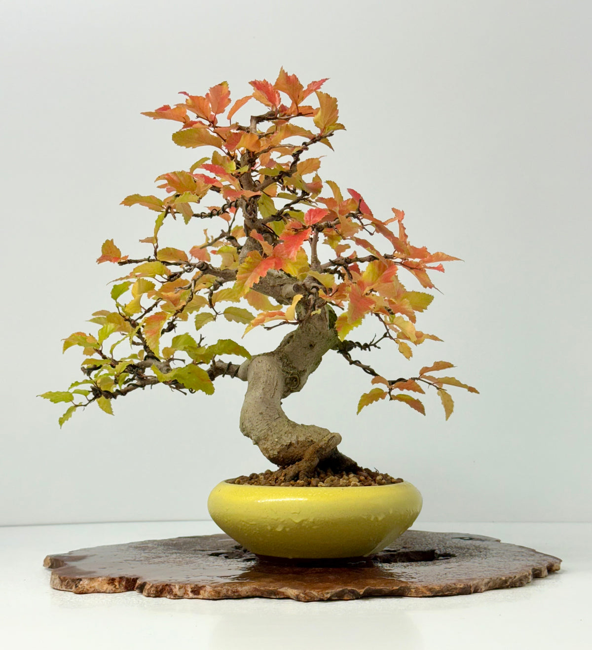 Specimen Korean Hornbeam Bonsai | Japanese Eimei Yozan Pot – 32 cm