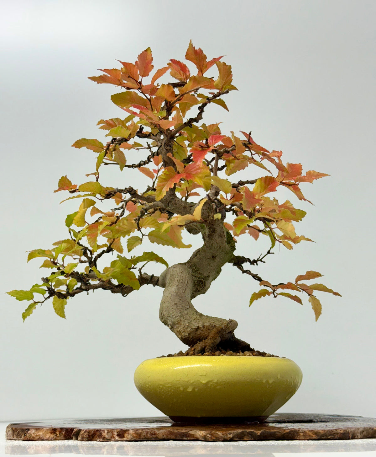 Specimen Korean Hornbeam Bonsai | Japanese Eimei Yozan Pot – 32 cm