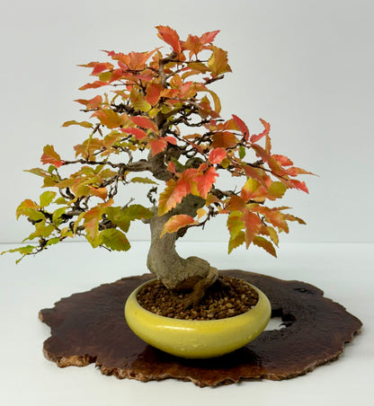 Specimen Korean Hornbeam Bonsai | Japanese Eimei Yozan Pot – 32 cm