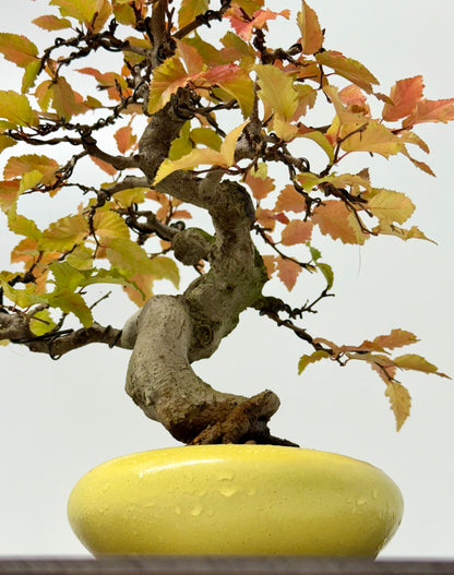 Specimen Korean Hornbeam Bonsai | Japanese Eimei Yozan Pot – 32 cm