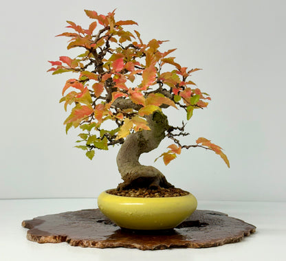Specimen Korean Hornbeam Bonsai | Japanese Eimei Yozan Pot – 32 cm