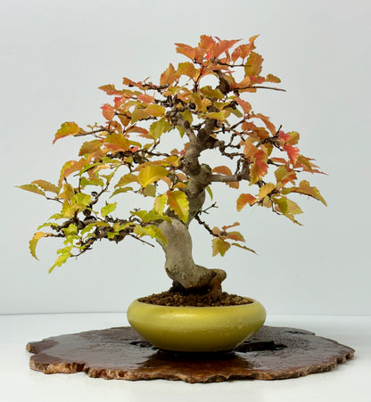 Specimen Korean Hornbeam Bonsai | Japanese Eimei Yozan Pot – 32 cm