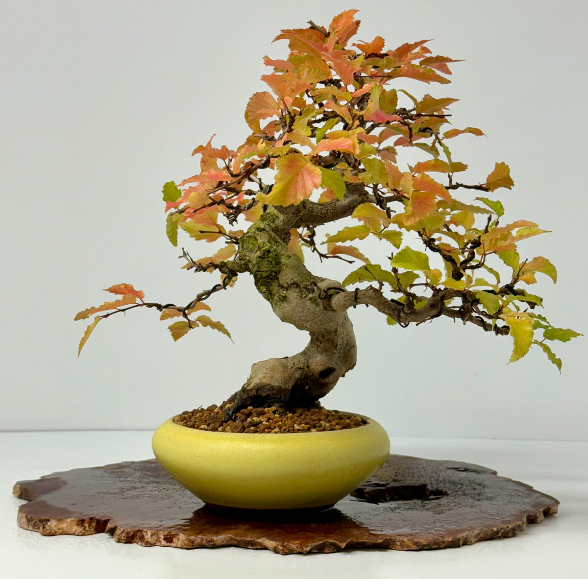 Specimen Korean Hornbeam Bonsai | Japanese Eimei Yozan Pot – 32 cm
