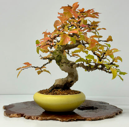 Specimen Korean Hornbeam Bonsai | Japanese Eimei Yozan Pot – 32 cm