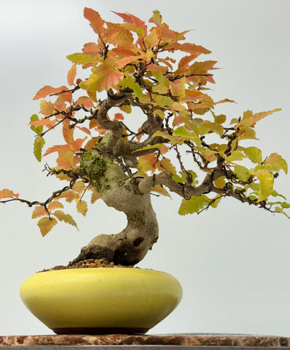Specimen Korean Hornbeam Bonsai | Japanese Eimei Yozan Pot – 32 cm