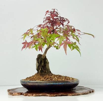 Deshojo Maple on Rock