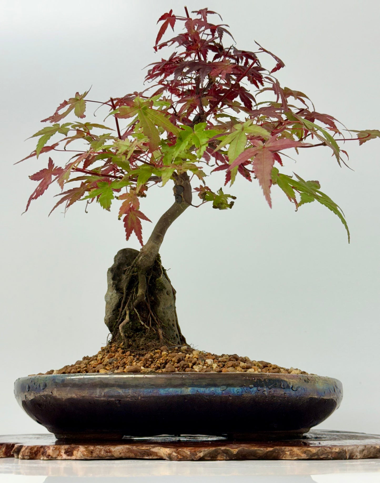 Deshojo Maple on Rock