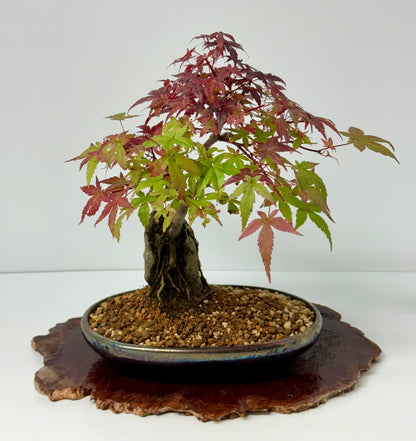 Deshojo Maple on Rock
