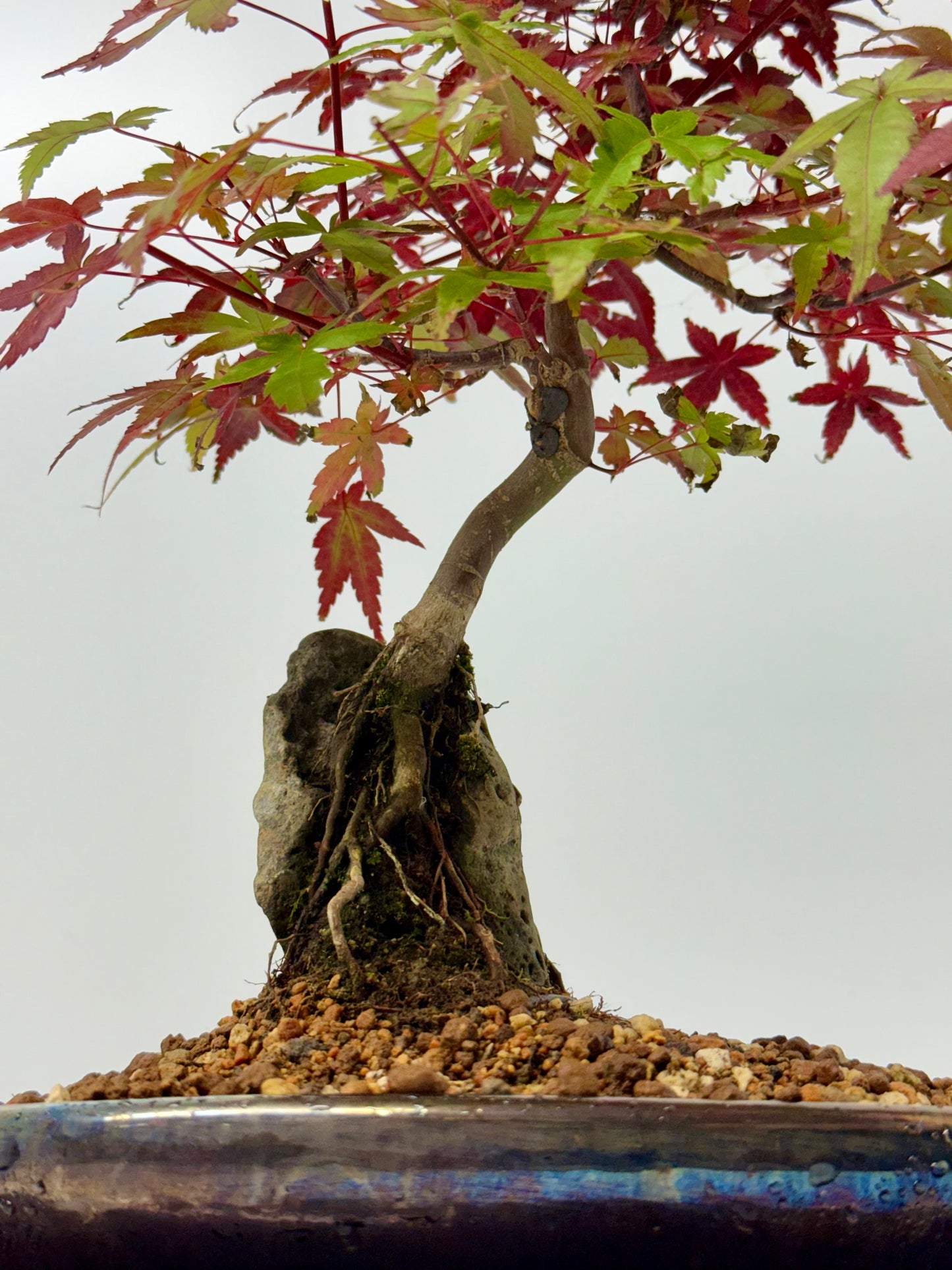 Deshojo Maple on Rock