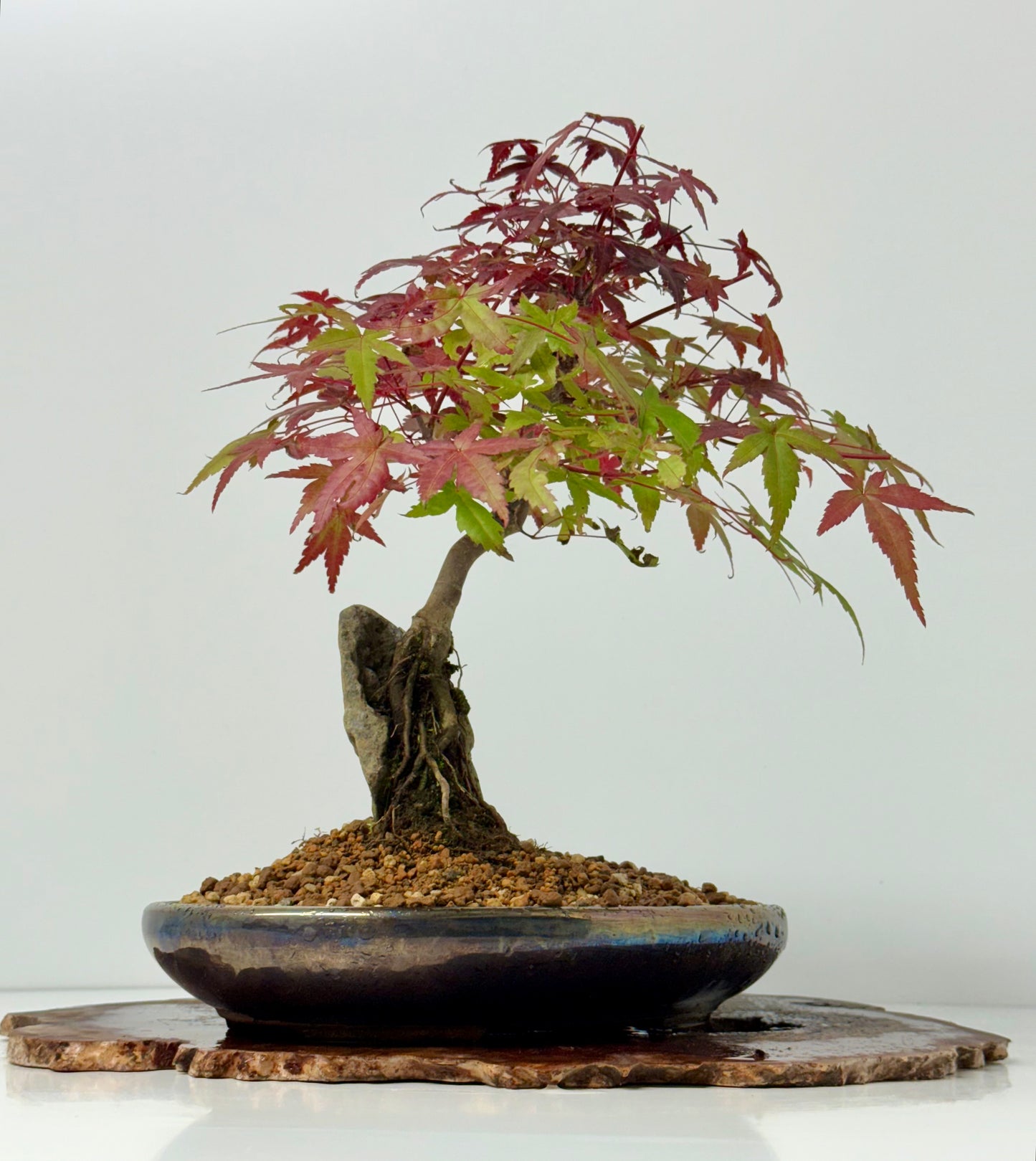 Deshojo Maple on Rock