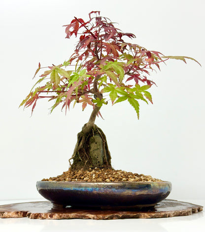 Deshojo Maple on Rock
