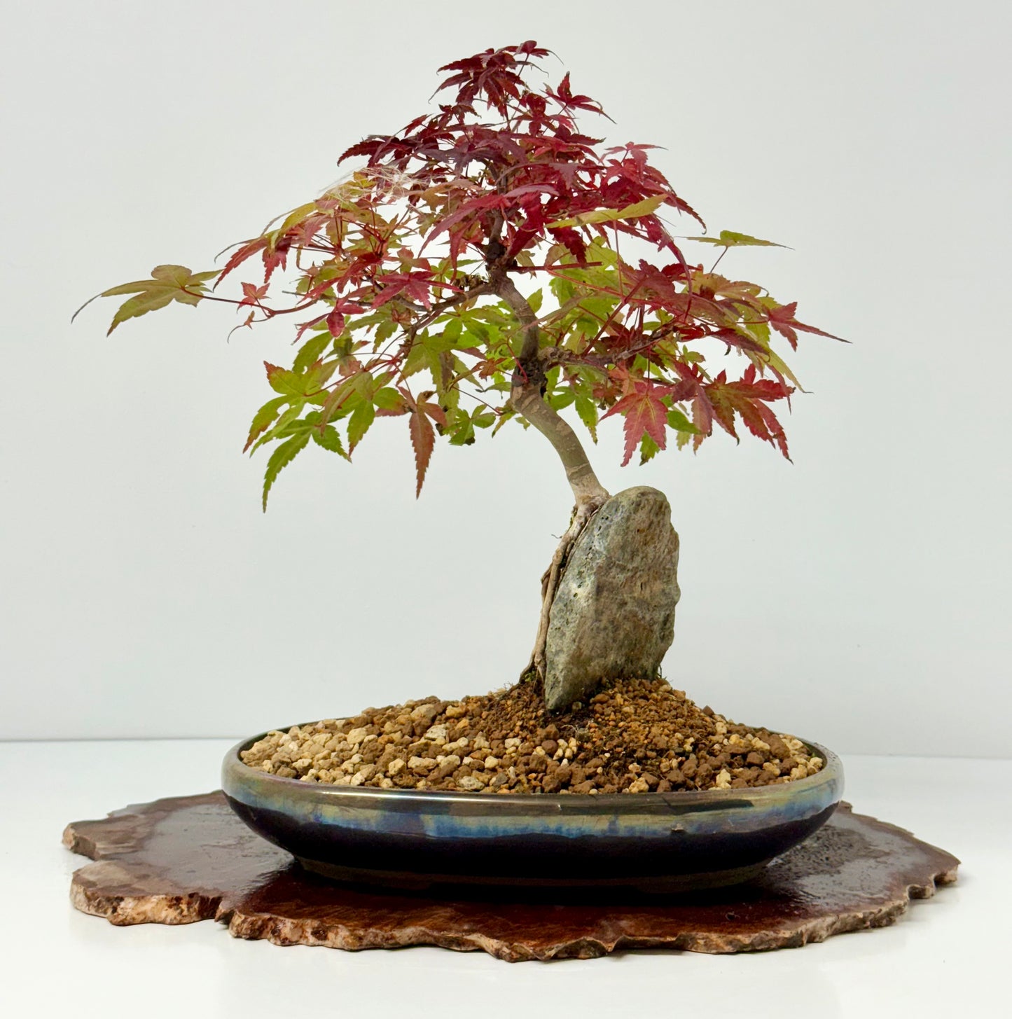 Deshojo Maple on Rock