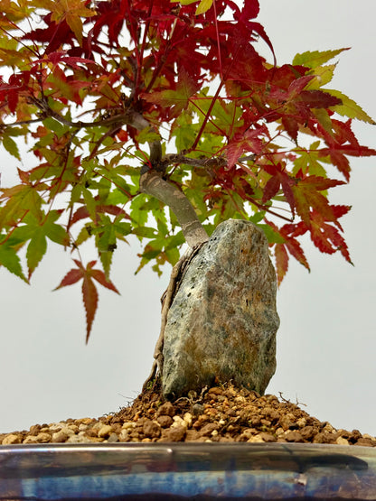 Deshojo Maple on Rock