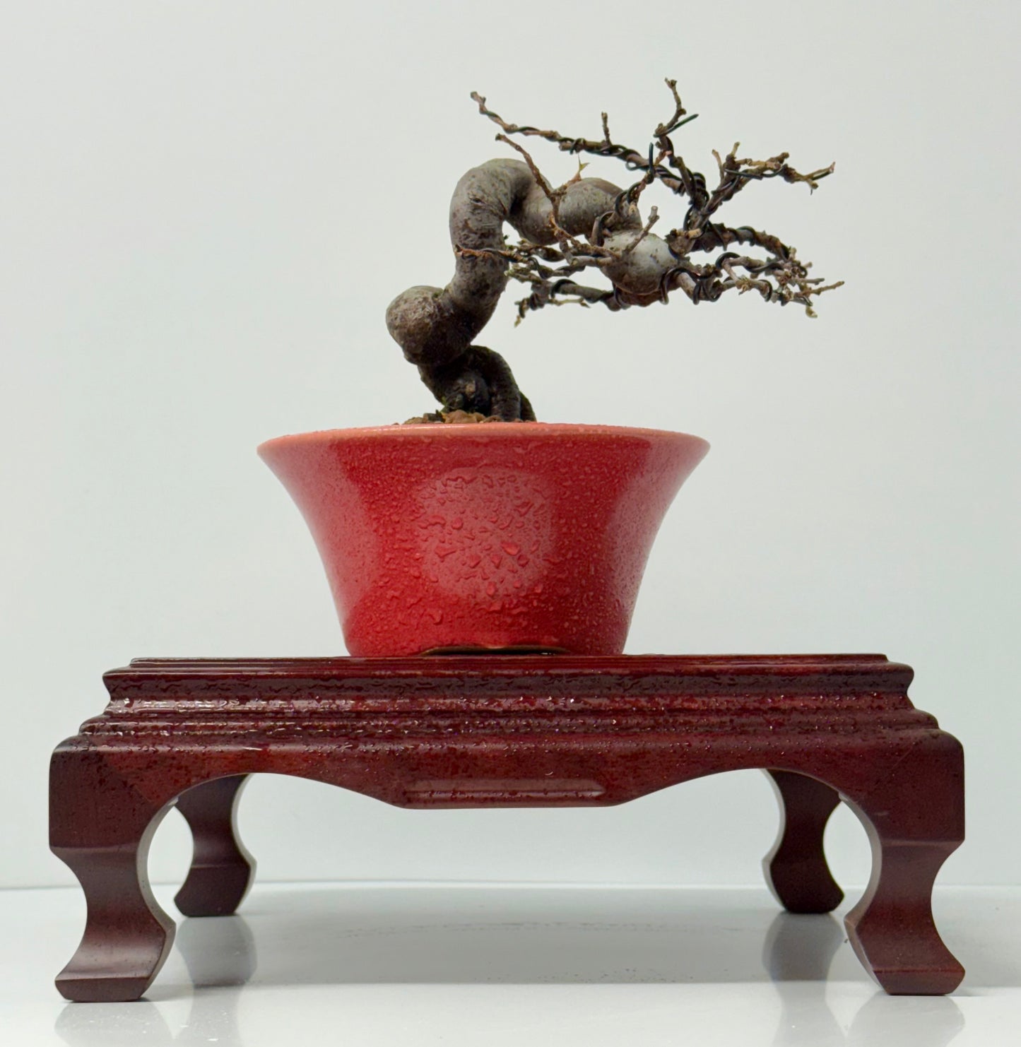 Chinese Quince