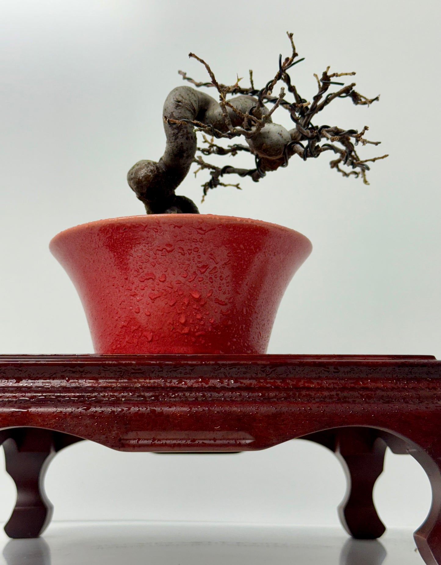 Chinese Quince