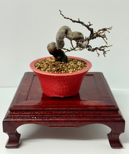 Chinese Quince