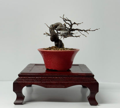 Chinese Quince