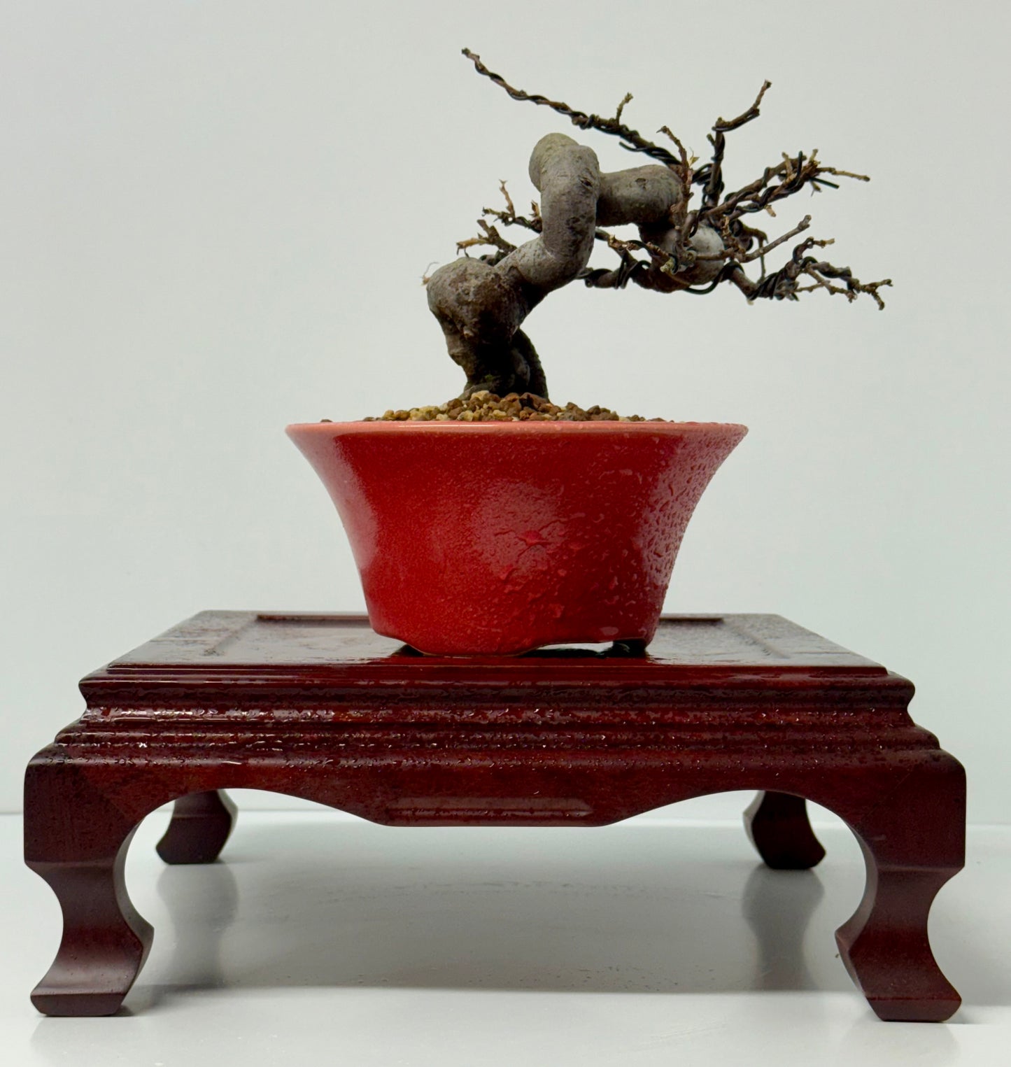 Chinese Quince