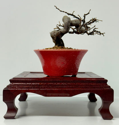 Chinese Quince