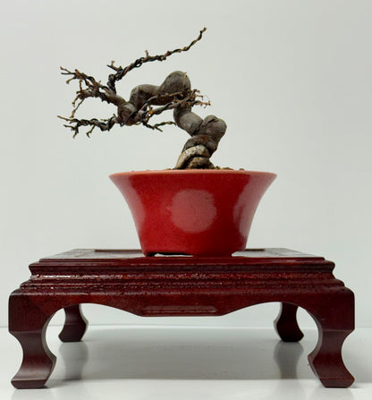 Chinese Quince