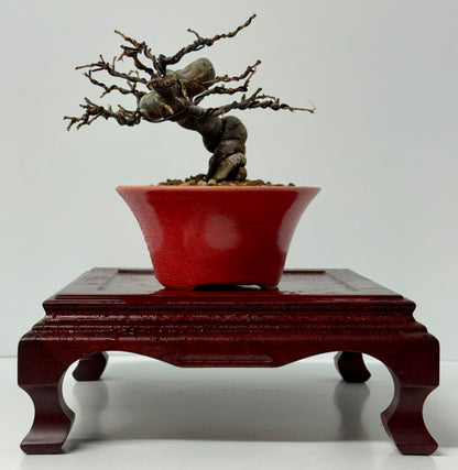 Chinese Quince
