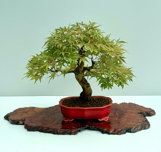 Seigen Japanese Maple Bonsai Tree – Acer Palmatum