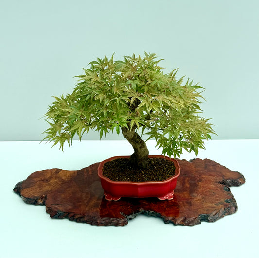 Seigen Japanese Maple Bonsai Tree – Acer Palmatum