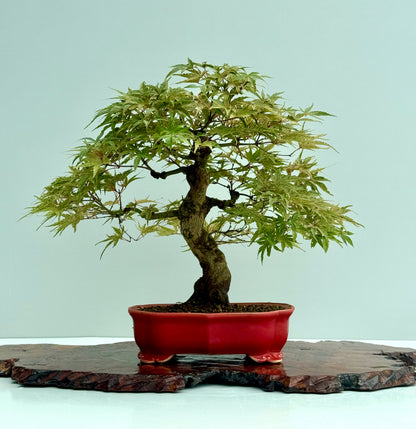 Seigen Japanese Maple Bonsai Tree – Acer Palmatum