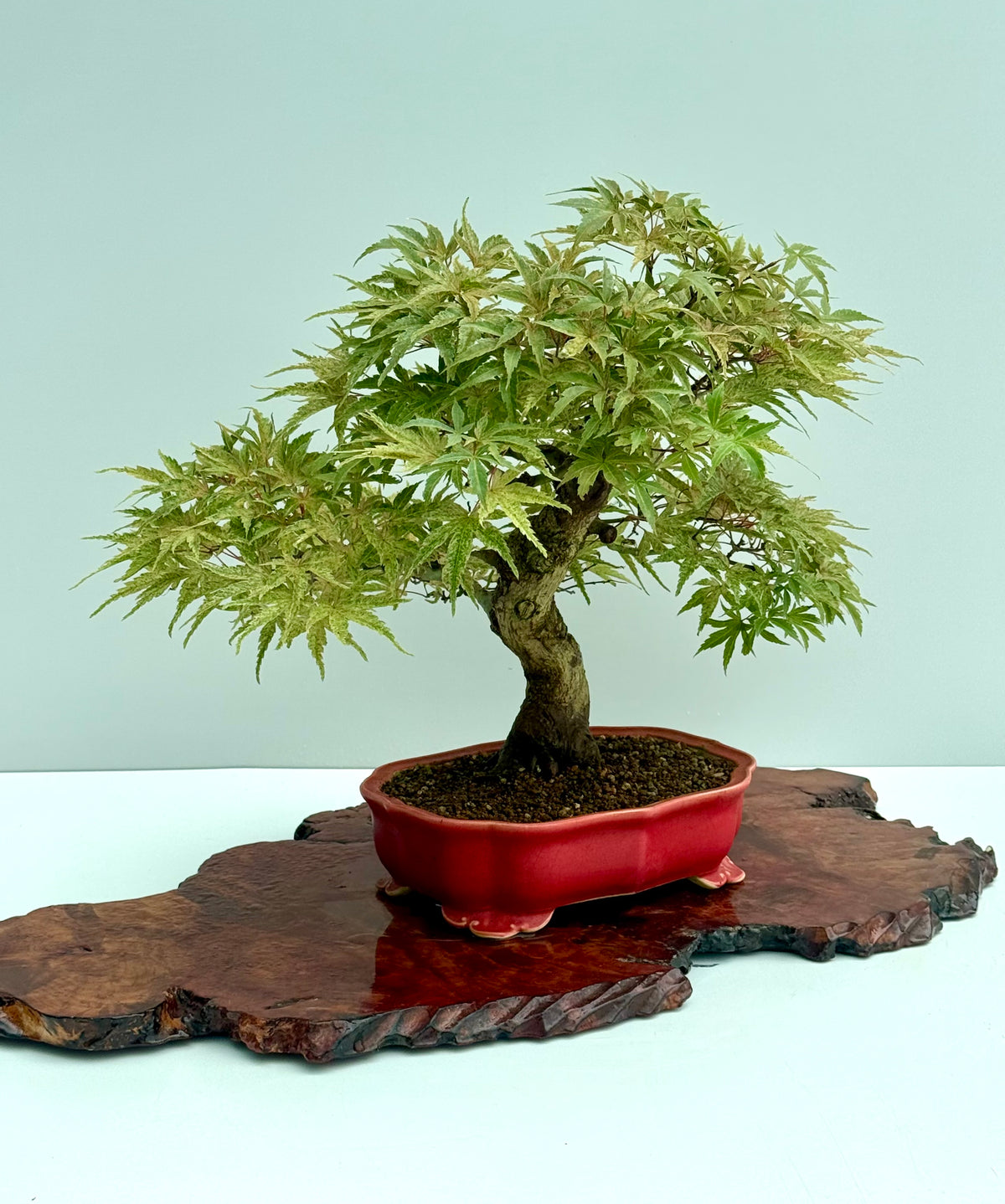 Seigen Japanese Maple Bonsai Tree – Acer Palmatum