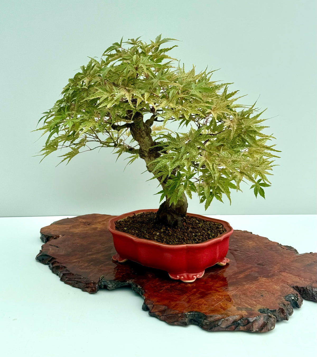 Seigen Japanese Maple Bonsai Tree – Acer Palmatum