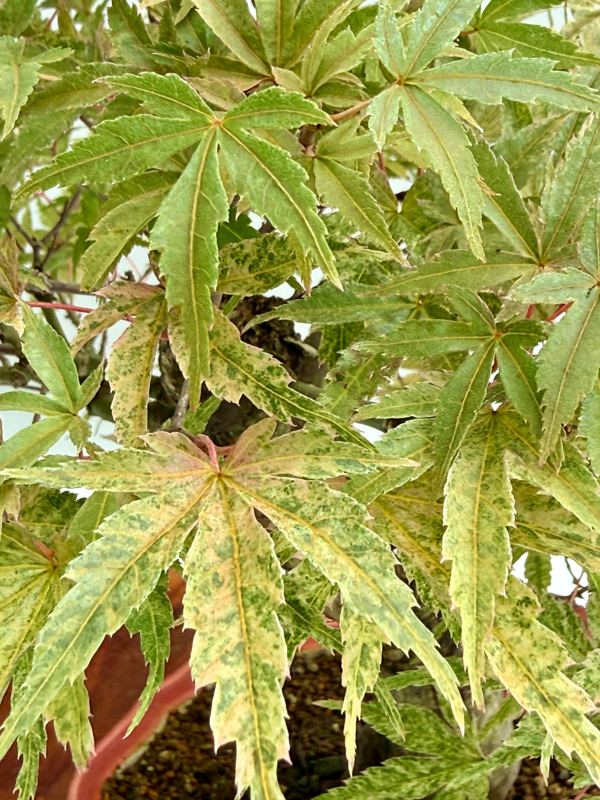 Seigen Japanese Maple Bonsai Tree – Acer Palmatum