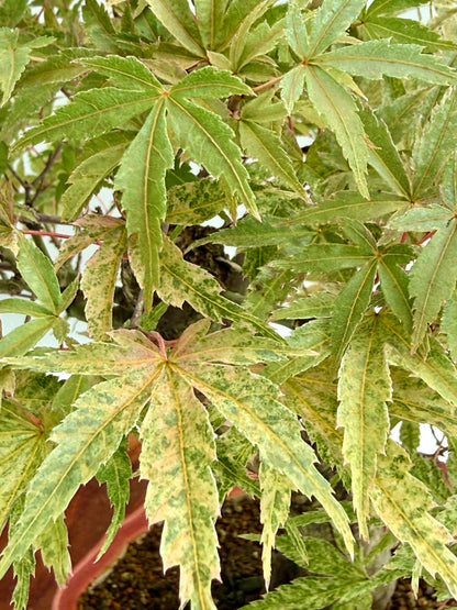 Seigen Japanese Maple Bonsai Tree – Acer Palmatum