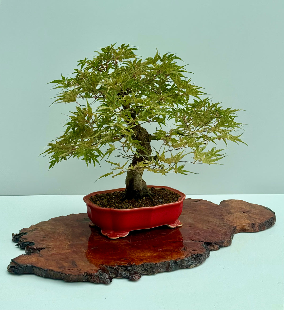 Seigen Japanese Maple Bonsai Tree – Acer Palmatum