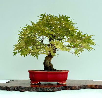 Seigen Japanese Maple Bonsai Tree – Acer Palmatum