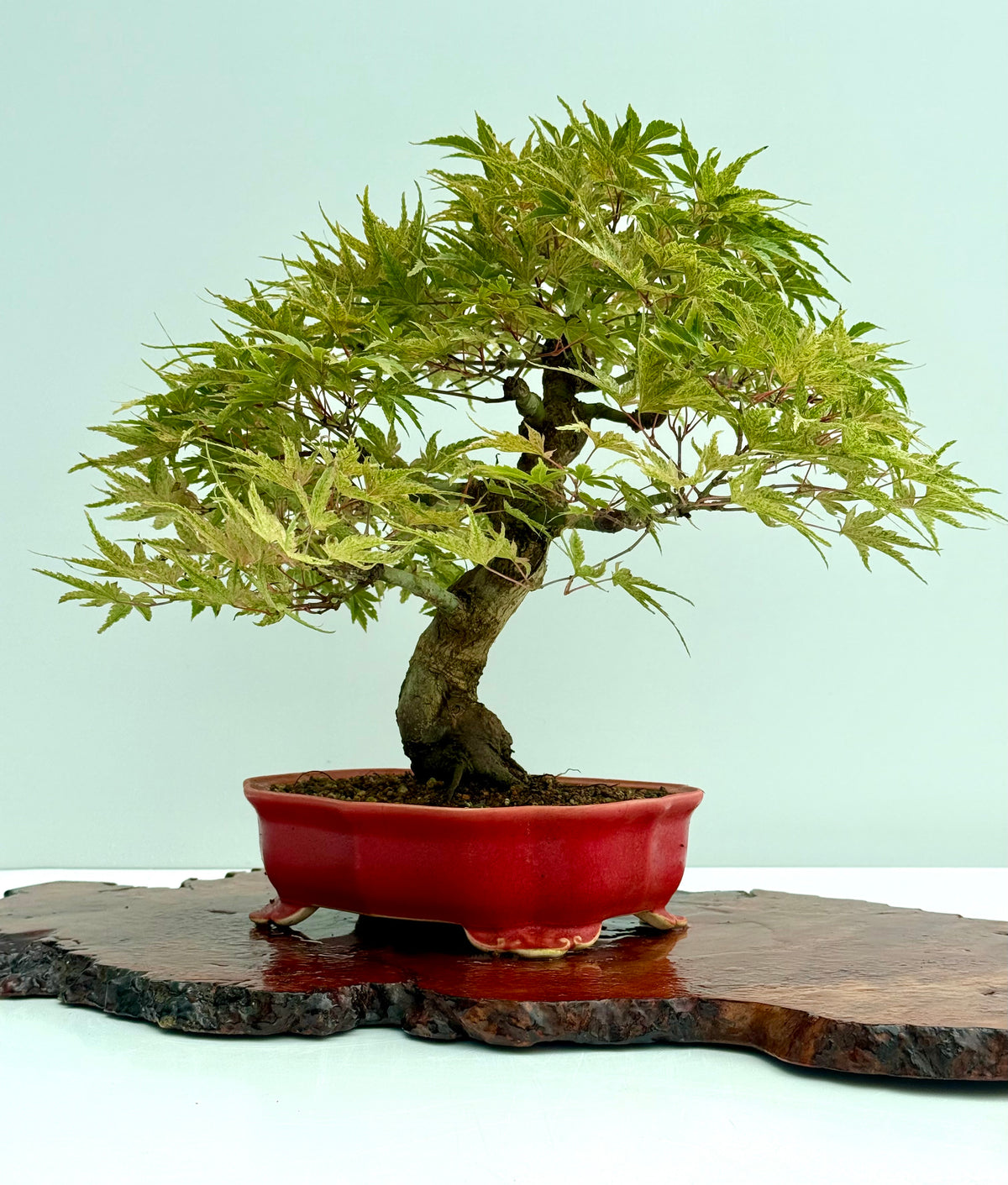 Seigen Japanese Maple Bonsai Tree – Acer Palmatum