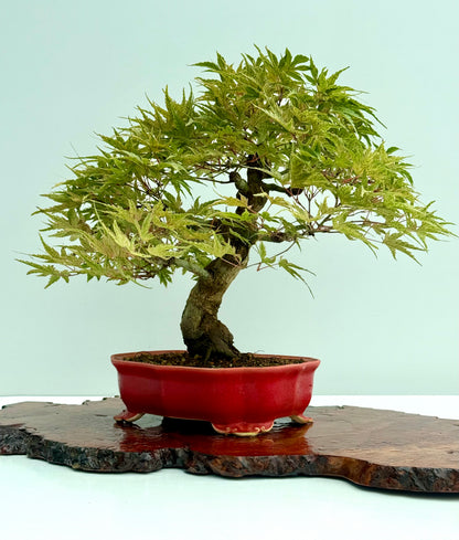 Seigen Japanese Maple Bonsai Tree – Acer Palmatum