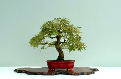 Seigen Japanese Maple Bonsai Tree – Acer Palmatum