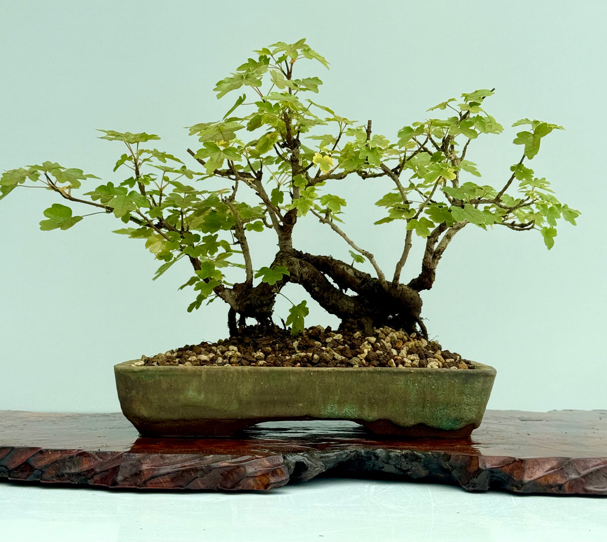 Field Maple Bonsai Tree – Mature Raft Style Acer Campestre
