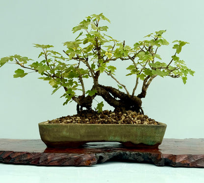 Field Maple Bonsai Tree – Mature Raft Style Acer Campestre