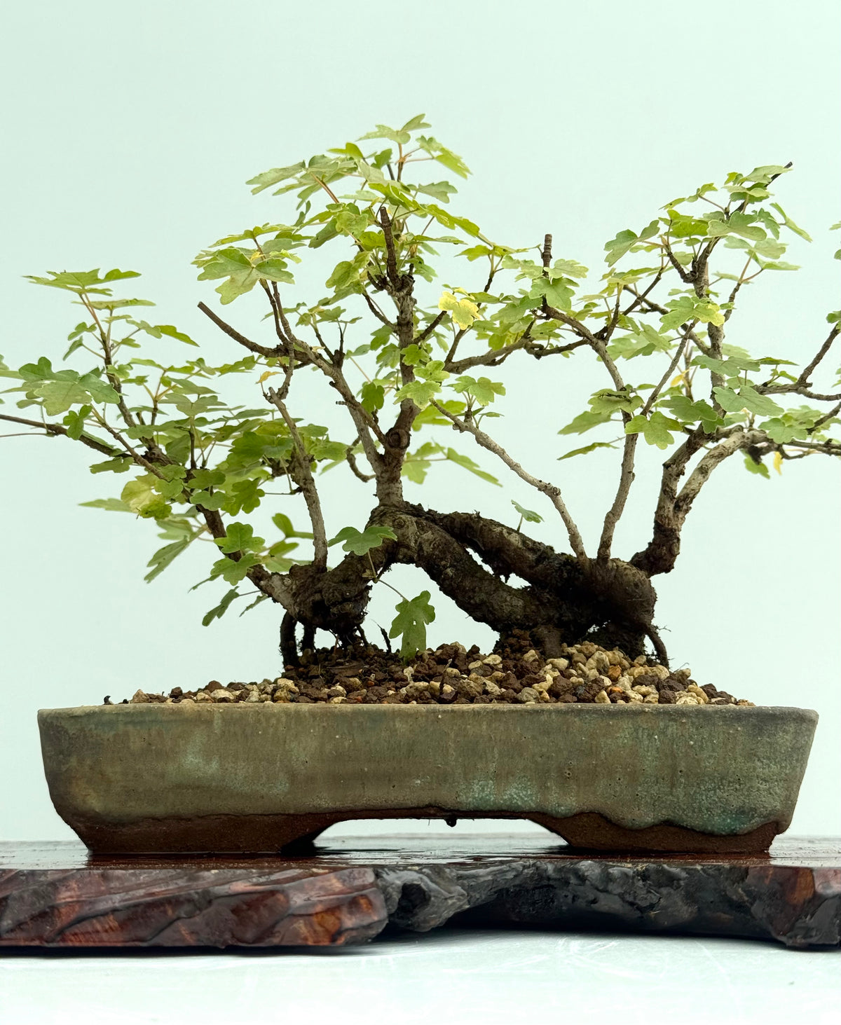 Field Maple Bonsai Tree – Mature Raft Style Acer Campestre
