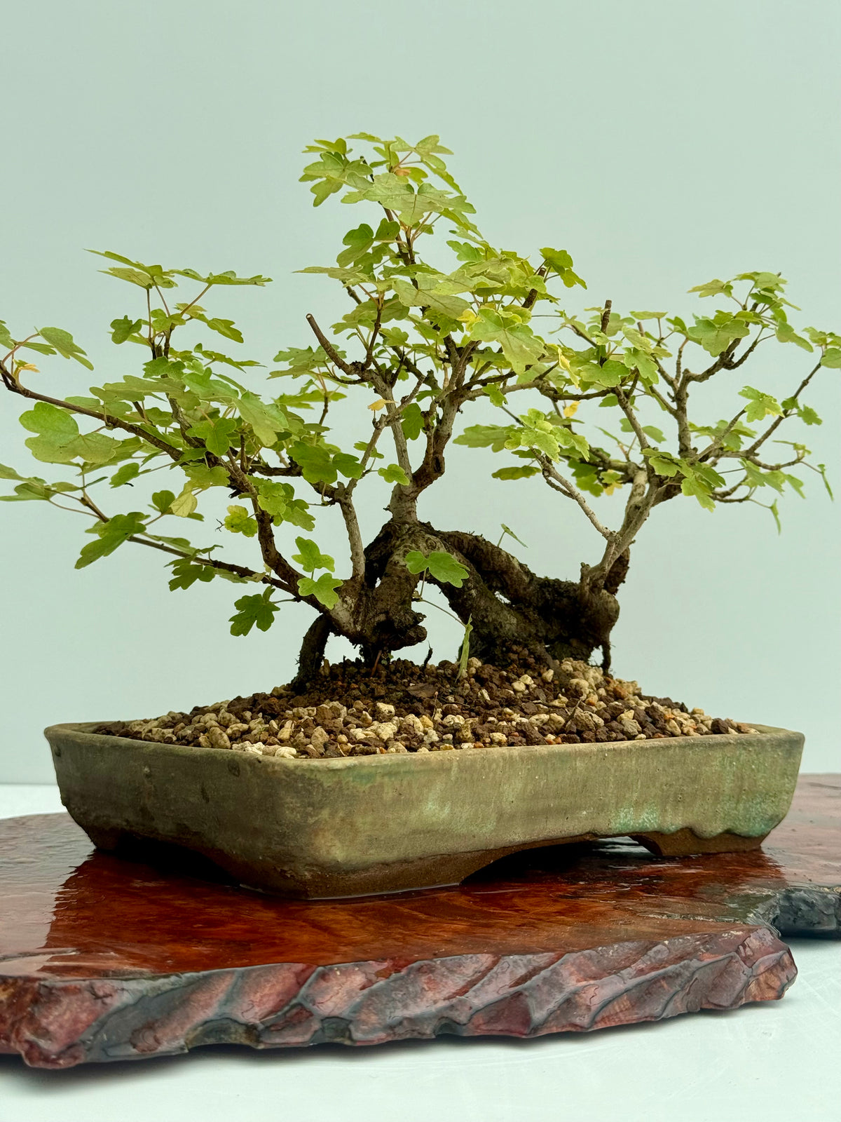 Field Maple Bonsai Tree – Mature Raft Style Acer Campestre