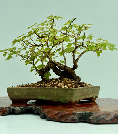 Field Maple Bonsai Tree – Mature Raft Style Acer Campestre