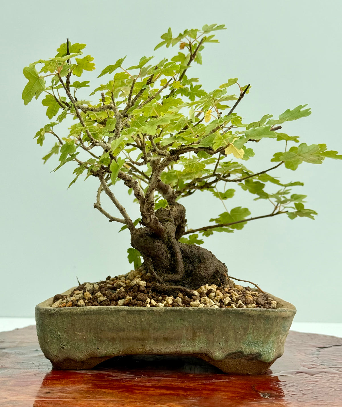 Field Maple Bonsai Tree – Mature Raft Style Acer Campestre