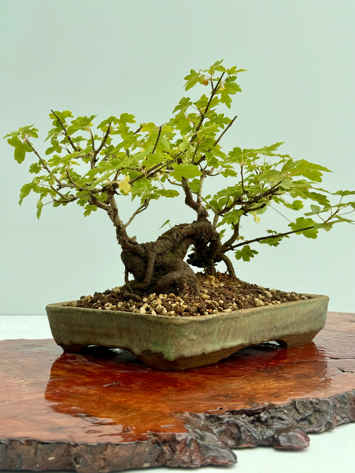 Field Maple Bonsai Tree – Mature Raft Style Acer Campestre